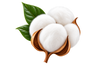 Premium cotton